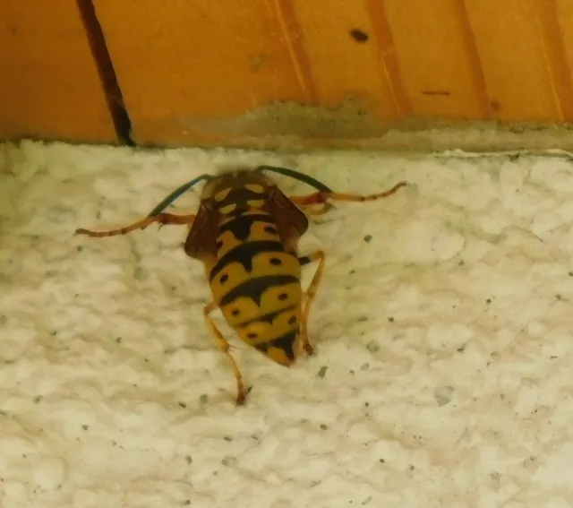 Vespula