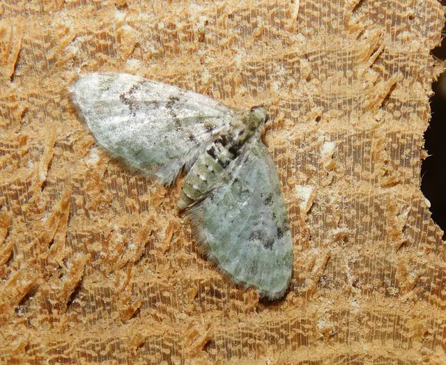 Chloroclystis v-ata - zöldes törpearaszoló