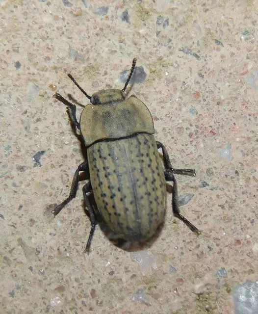Opatrum sabulosum - sároshátú gyászbogár