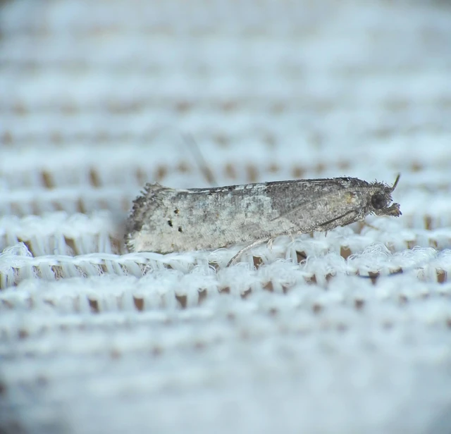 Phaneta pauperana - gyepűrózsa-tükrösmoly
