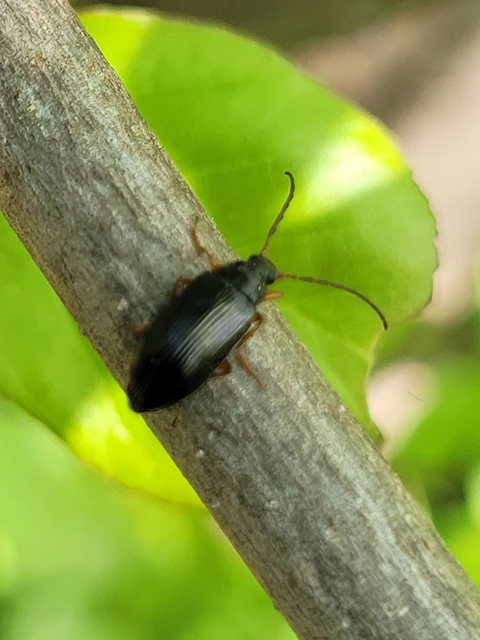 Gonodera luperus - gyászos alkonybogár