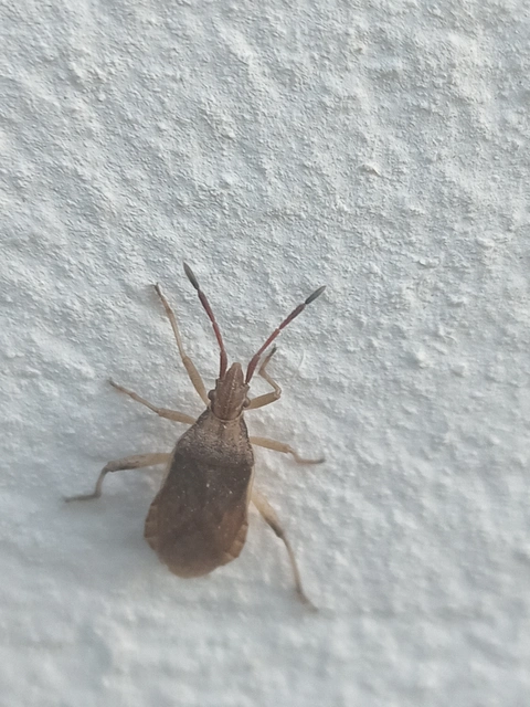 Ceraleptus lividus