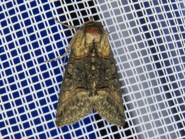 Abrostola asclepiadis - barnaövű csalánbagoly