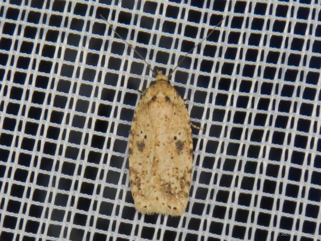 Agonopterix arenella - ördögszem-laposmoly