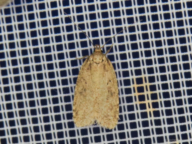 Agonopterix