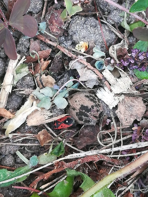 Melanocoryphus tristrami