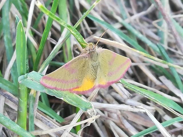 Lythria purpuraria - bíborsávos araszoló