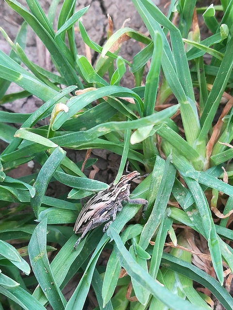 Coniocleonus nigrosuturatus - nyíljegyes barkó