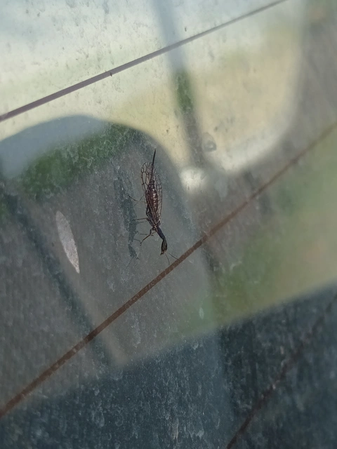 Raphidioptera - Tevenyakú-fátyolkák