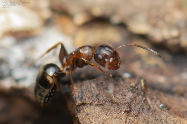 Colobopsis truncata - kapushangya