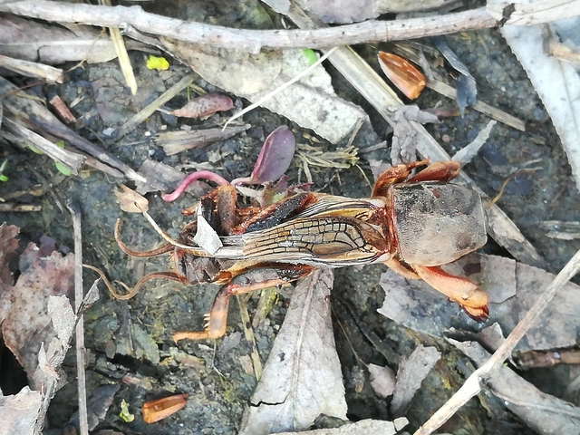 Gryllotalpa