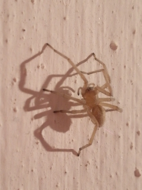 Cheiracanthium