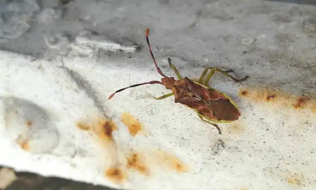 Gonocerus juniperi - boróka-karimáspoloska