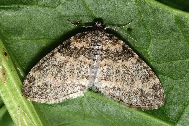 Lobophora halterata - szárnyfüggelékes araszoló