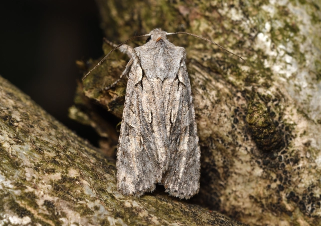 Lithophane ornitopus - közönséges fabagoly