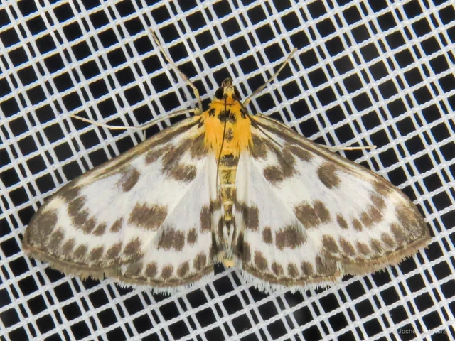 Anania hortulata - tarka csalánmoly