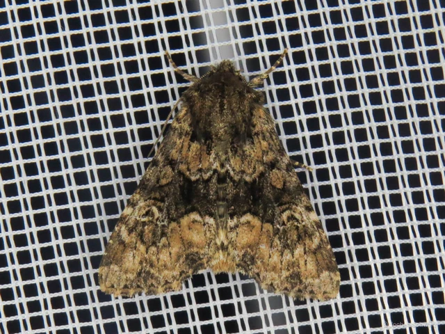 Apamea illyria - déli dudvabagoly