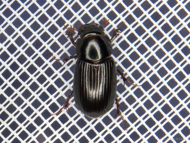 Aphodius rufipes - vörösbarna trágyabogár