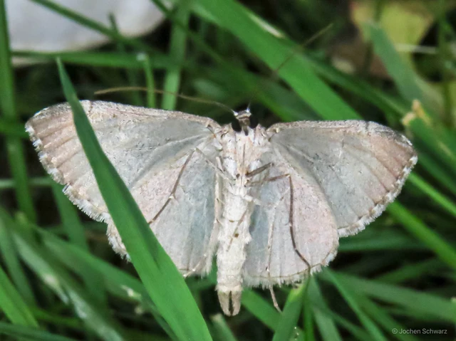 Aplocera plagiata - szürke csíkosaraszoló