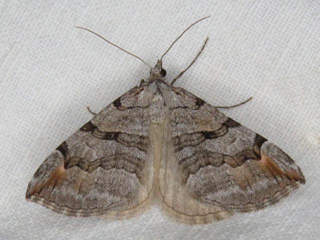 Aplocera efformata/plagiata