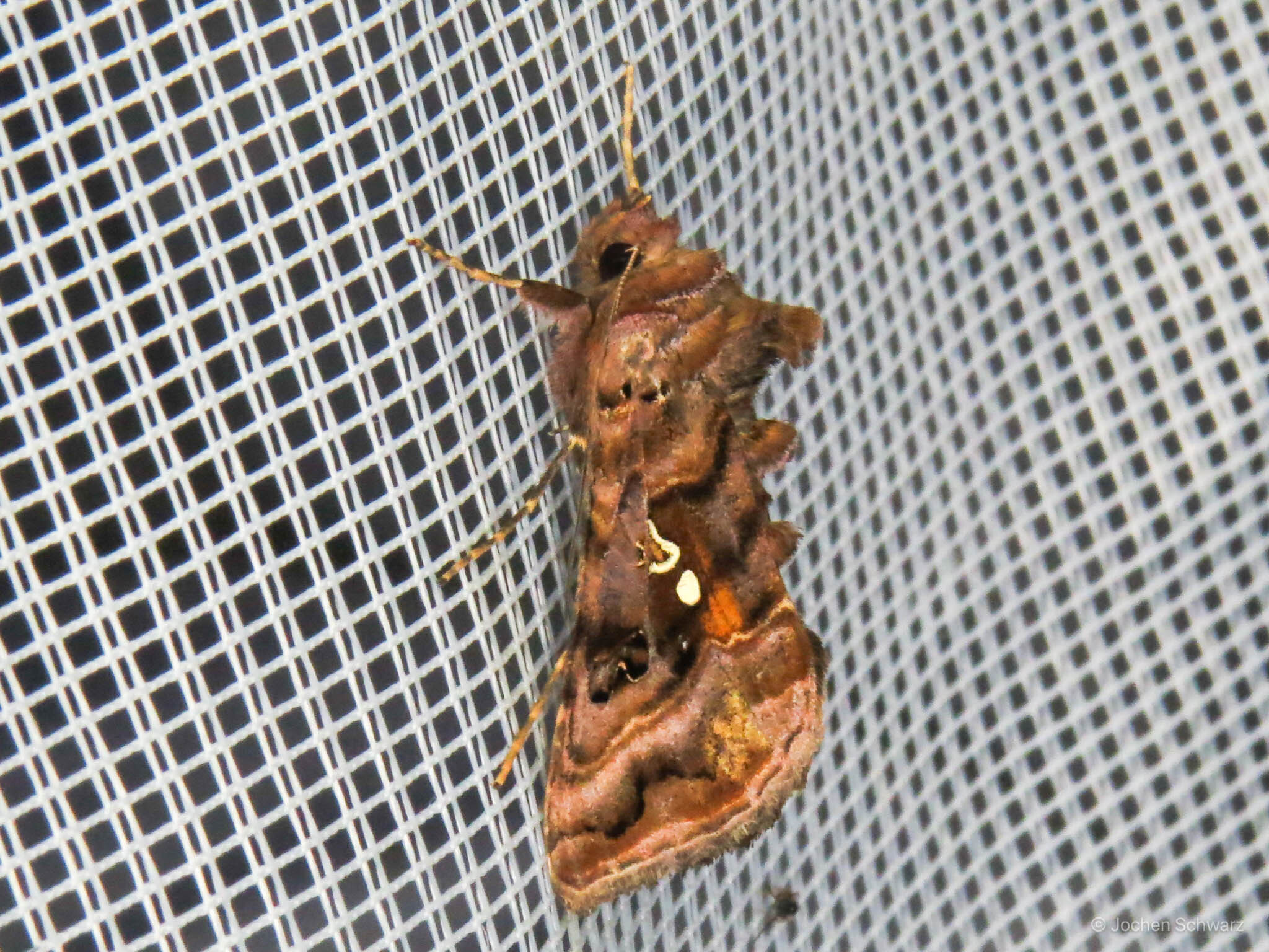 Autographa pulchrina - sötét aranybagoly