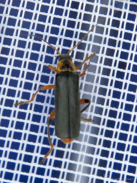 Cantharis nigricans - feketéllő lágybogár