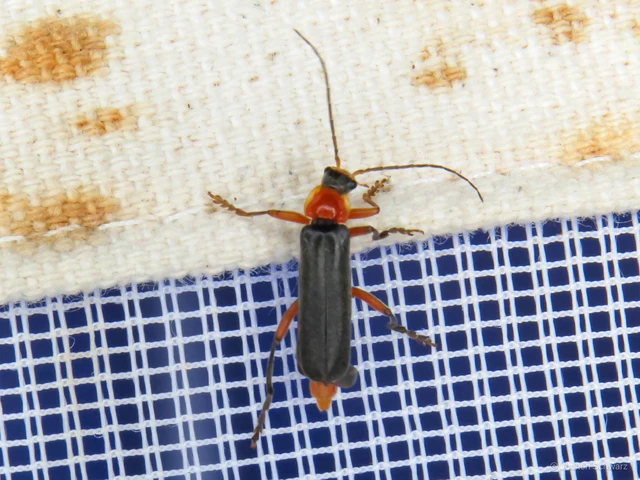 Cantharis pellucida - ligeti lágybogár