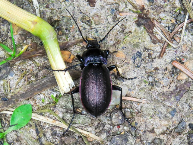 Carabus nemoralis - ligeti futrinka