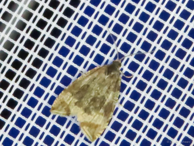 Celypha lacunana - vízparti tükrösmoly