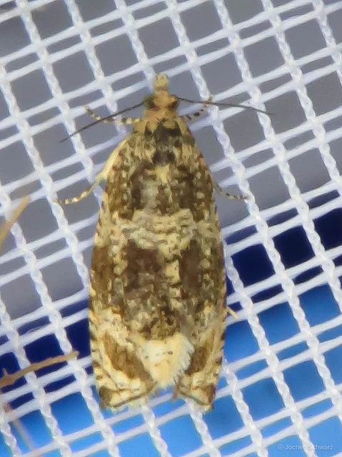 Celypha lacunana - vízparti tükrösmoly