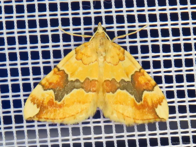 Cidaria fulvata - rózsaaraszoló