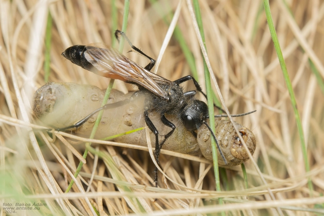 Sphecidae - kaparódarazsak
