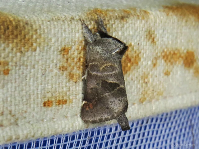 Clostera pigra - apró levélszövő