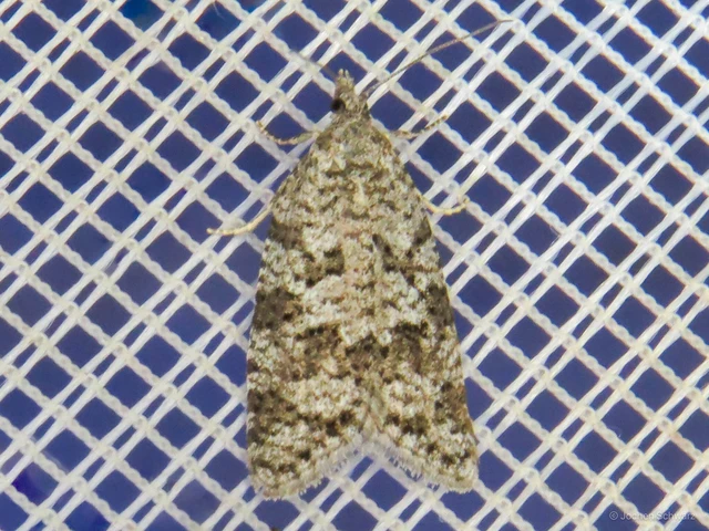 Cnephasia
