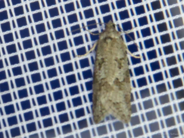 Cnephasia