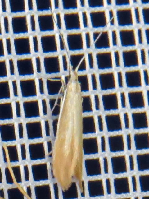 Coleophora