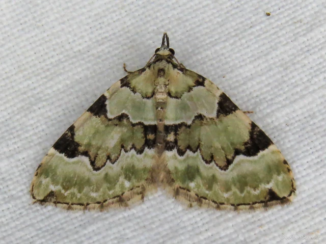 Colostygia pectinataria - zöld levélaraszoló