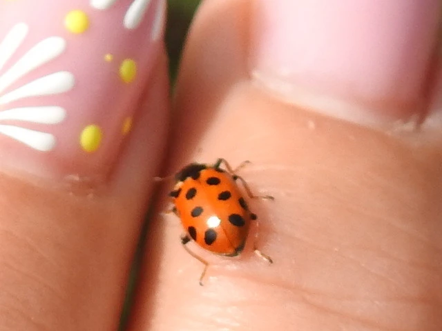 Hippodamia tredecimpunctata - mocsári katica