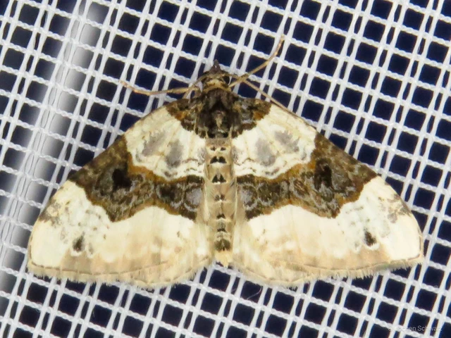 Cosmorhoe ocellata - szemes galajaraszoló