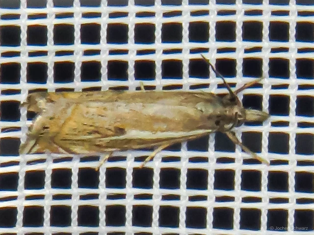 Crambus lathoniellus - mezei fűgyökérmoly