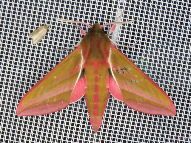 Deilephila elpenor - szőlőszender