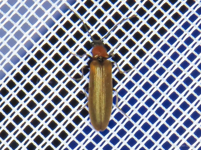 Denticollis linearis - dülledtszemű pattanó