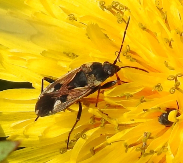 Rhyparochromus vulgaris - közönséges díszesbodobács