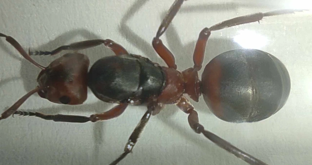 Formica pratensis - réti vöröshangya