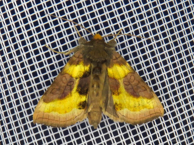 Diachrysia chrysitis - aranybagoly