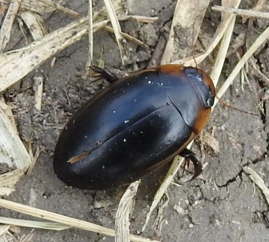 Hydaticus seminiger - fekete mocsáricsíkbogár