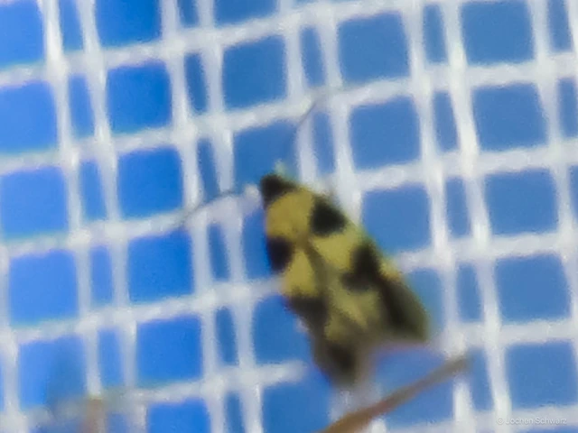 Etainia decentella - juhartermés-törpemoly