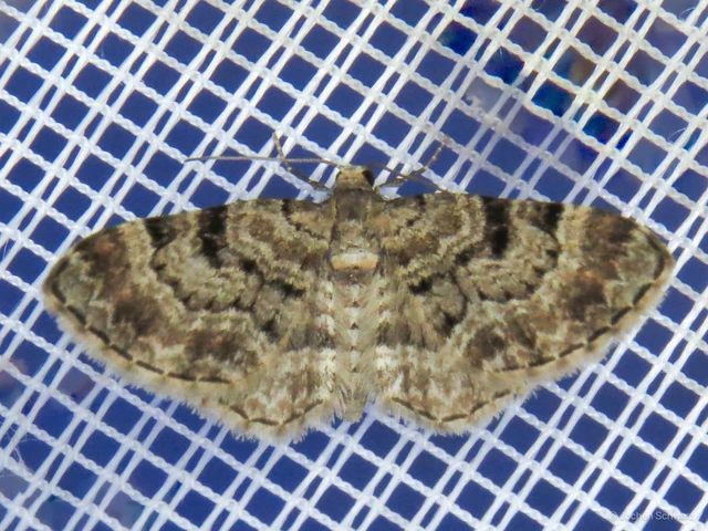 Eupithecia abietaria - nagyfoltú törpearaszoló