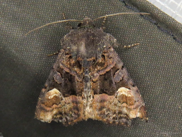Euplexia lucipara - szeder-csipkésbagoly
