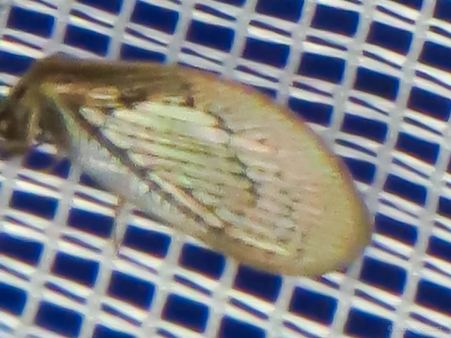 Neuroptera - Recésszárnyúak Neuroptera - Recésszárnyúak